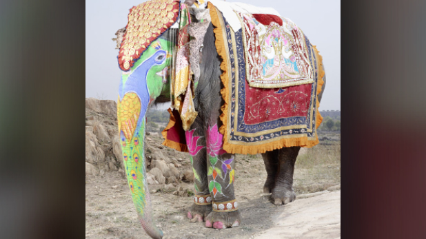 हाथी पर सवार होकर शादी करने निकला गे कपल जांच के आदेश