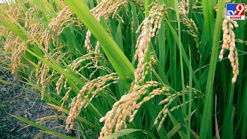 Rice Image