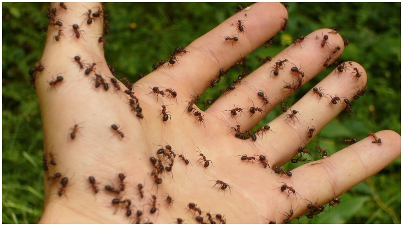 हम श एक ह ल इन म क य चलत ह च ट य ज न ए इसक प छ क वजह और इसस ज ड र चक तथ य Some Interesting Facts About Ants And Why They Move In A Straight